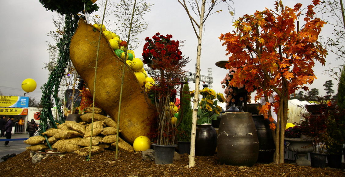 Soja w Korei, Viator Polonicus, Joanna Maria Czupryna