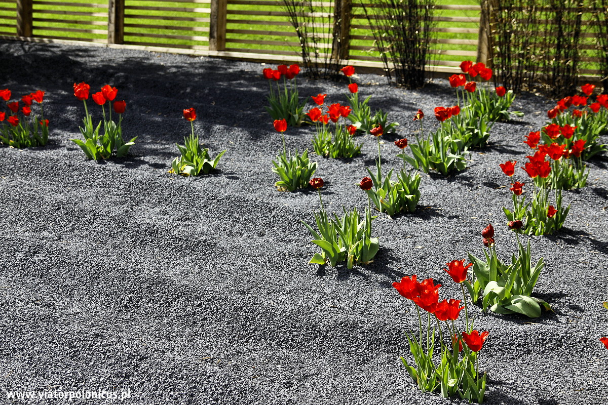 Tulipany w ogrodzie Brandenburg