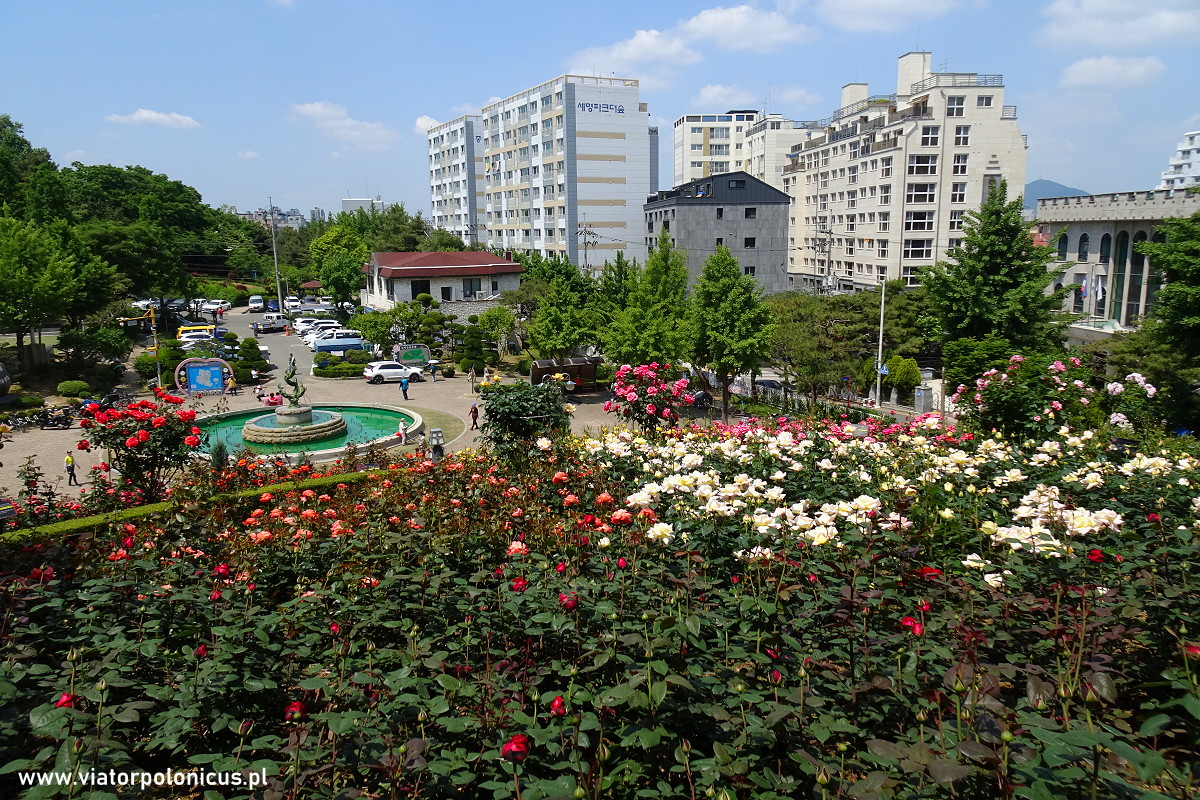 ogród miliona róż w Bucheon